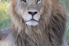 King of the jungle