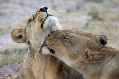 Tender moments