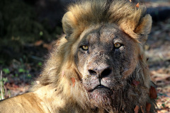 Rugged lion