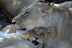 Morning love