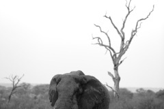 Elephant-BW
