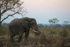 Elephant