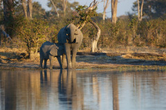 Elephant drinking
