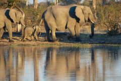 Elephant march