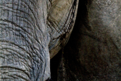 Elephant portrait