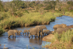 Elephant-river-crossing