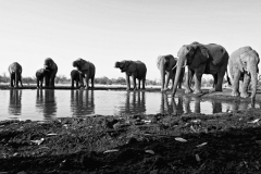 Mashatu Elephants 1