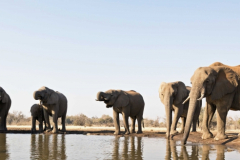 Mashatu Elephants 2