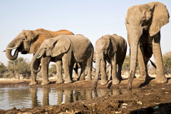 Mashatu Elephants 4