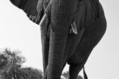 Mashatu Elephants 6