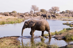 Mashatu Elephants 7