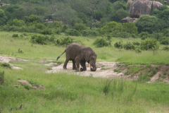 Elephant loosening sand before eating minerals, Ruaha NP