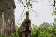 Ele bull and baobab, Ruaha NP