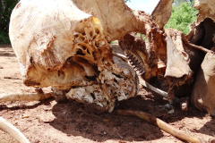 Poached elephant carcass Ruaha NP