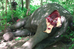 Poached elephant tail removed
