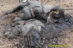 Poached Elephant Mozambique