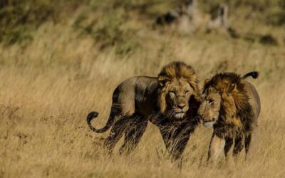 Wildlife census shows Tanzania leads world in lion populations