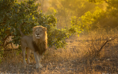 Dealing with conservation’s inconvenient individual
