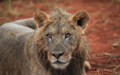 Legal fight deepens over lion bone trade