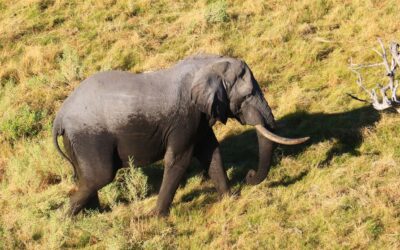 Unsustainable elephant hunting is a growing economic risk for Botswana, says report