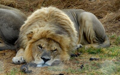 Provincial backing to phase out captive lion industry tests hand of new environment minister