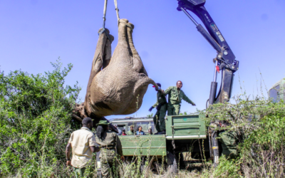 Blocked wildlife corridors force KWS to relocate elephants from Solio to Tsavo