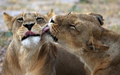 Mpumalanga moves to shut down captive lion breeding