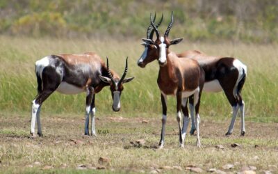 The truth about the false narrative of South Africa’s ‘wildlife miracle’