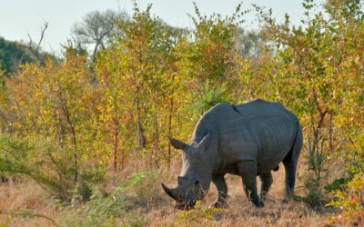 Rhino trade set to be revived as new minister signals shift in wildlife policy