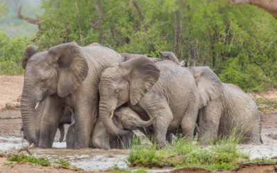 KZN plans “removal” of over 1000 elephants