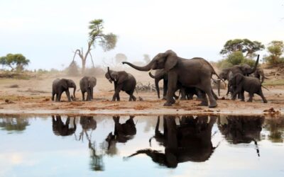 Bureaucratic delays could lead to ‘last-resort’ culling of SA elephants, Parliament is warned