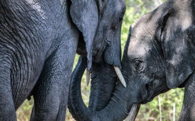 Madikwe reserve and the normalisation of killing elephants