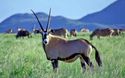 The value of South Africa’s wildlife shouldn’t be in the hands of wealthy foreign hunters
