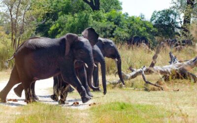 Tree cover increasing in Kruger Park despite elephant pressure in some areas