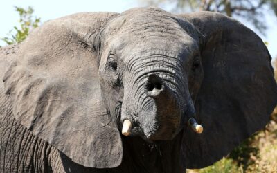 Will SA’s new elephant strategy truly safeguard their future?