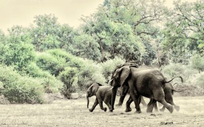 Let’s talk ‘lethal control’ — Ezemvelo wants to cull 1,220 elephants