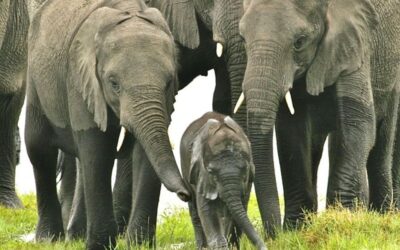 Kruger at 100 — the big questions about rhinos, elephants and park management