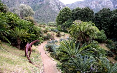 Parliament shines the spotlight on Kirstenbosch’s hidden decline
