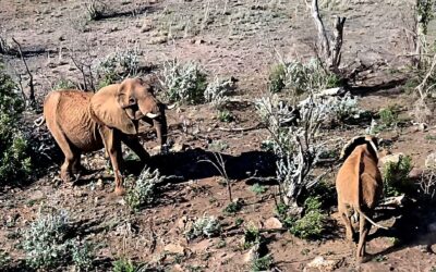 North West MEC snubs Parliament again as elephant ‘removal’ plan advances without oversight
