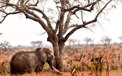 The Culling Debate: South Africa Has Not Yet Made the Scientific Case for Elephant Culling