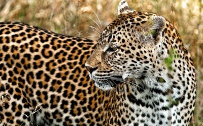Hunters lose Constitutional Court challenge to animal wellbeing protections