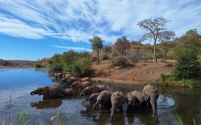 Satellite data reveals mixed elephant impact on Kruger trees